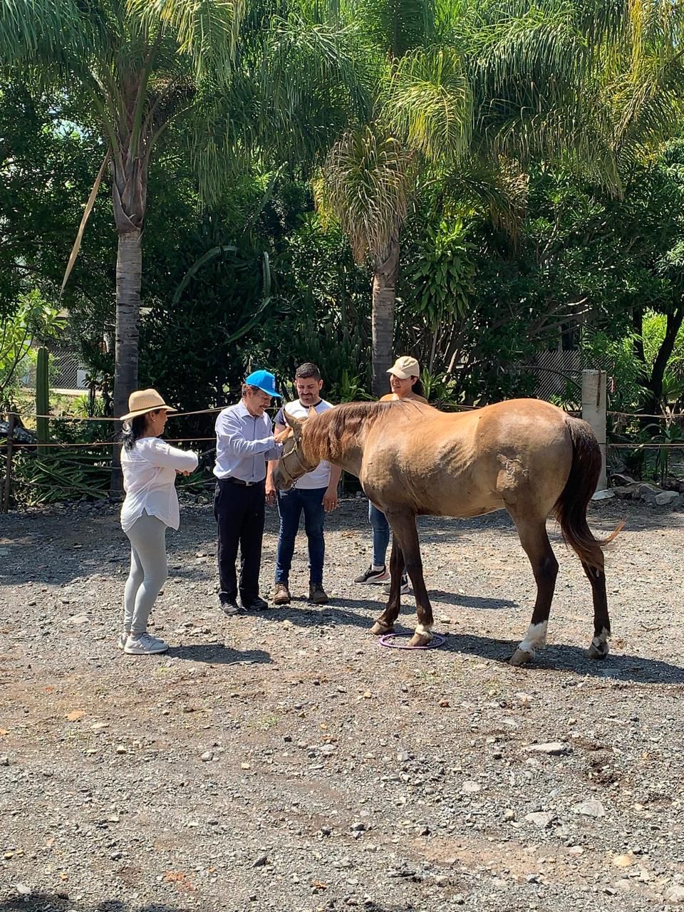 Coaching ejecutivo con caballos